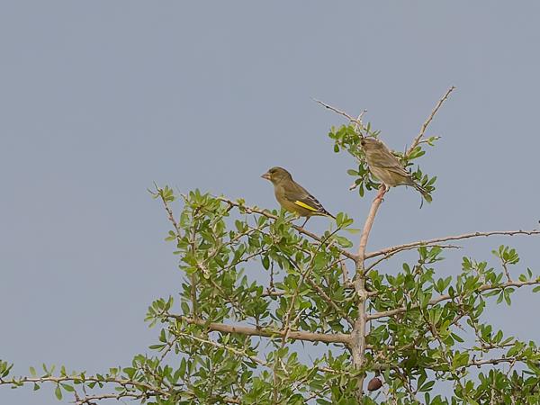 <h3><a href="/trips/marokko/biota/animalia/chordata/aves/040 passeriformes/121 fringillidae/chloris chloris/chloris chloris-nl.html">Chloris&nbsp;chloris</a> / European&nbsp;greenfinch / Groenling</h3>OM-1 Mark II met OLYMPUS M.150-400mm F4.5, 1/2000 sec  bij F4.5, ISO 1600, afstand 79.2&nbsp;m